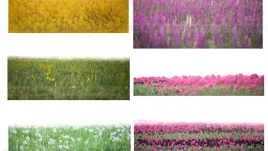 تراكبات الزهور والعشب Flowers and Grass Overlays - 6120187