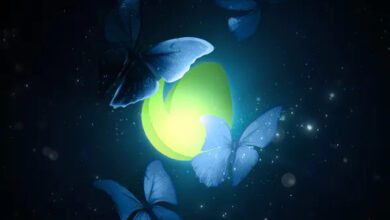 Videohive - Butterflies in the Dark - 28672335