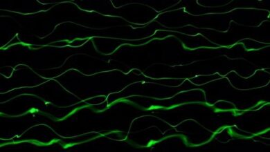 Videohive - Abstract Green Smooth Line Wave Motion Animated On Black Background - 35757412