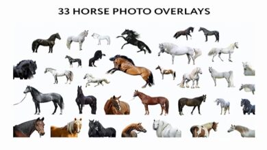 33 تراكب صور الحصان || 33 Horse Photo Overlays