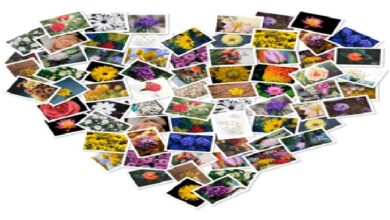 FigrCollage PRO 3.3.1 macOS