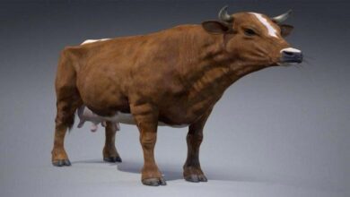 Red Milch Cow 3D Model 1