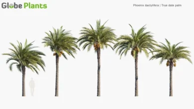 Globe Models Phoenix Dactylifera - True Date Palm - only 3ds max