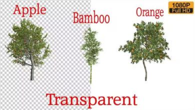 3 Videohive - Types Tree Animation Pack