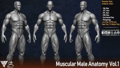 Muscular Male Anatomy (Human Base mesh)