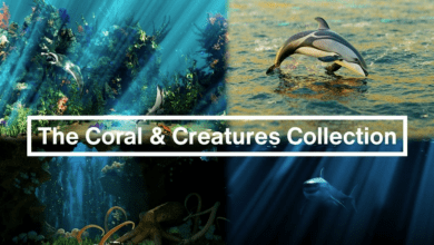 Blender Market - The Coral & Creatures Collection