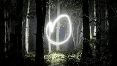 Videohive Light In The Forest 45909179