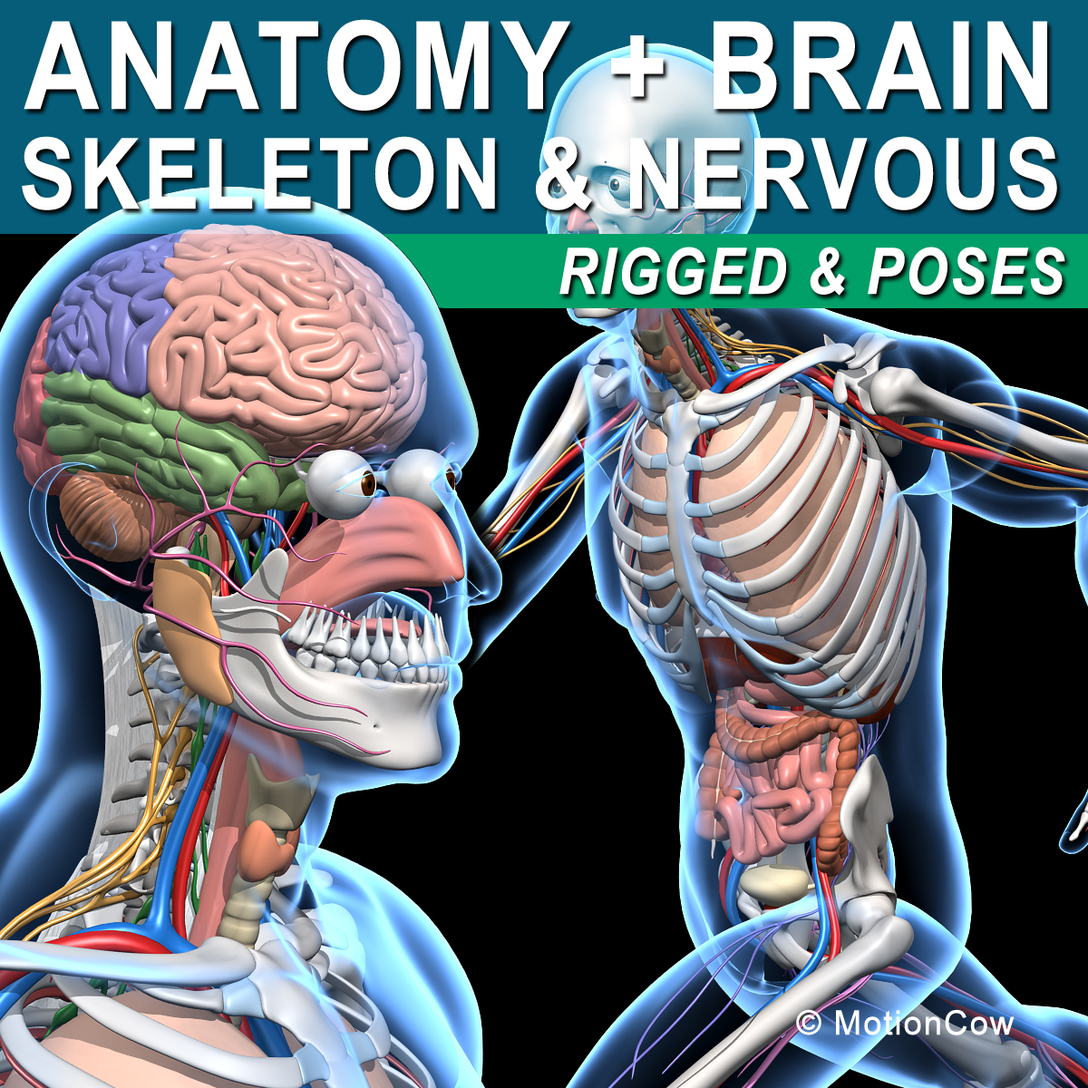 Skeleton Anatomy Nervous Rigged (3DSmax, C4D, Blender)