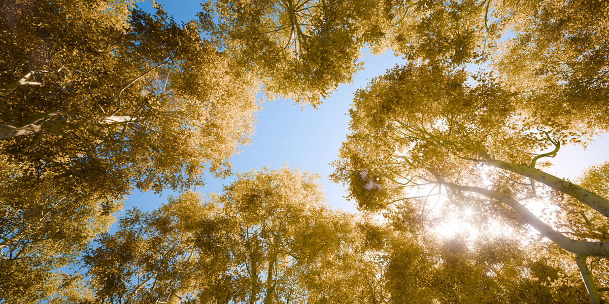 Trees v1.1 for Blender